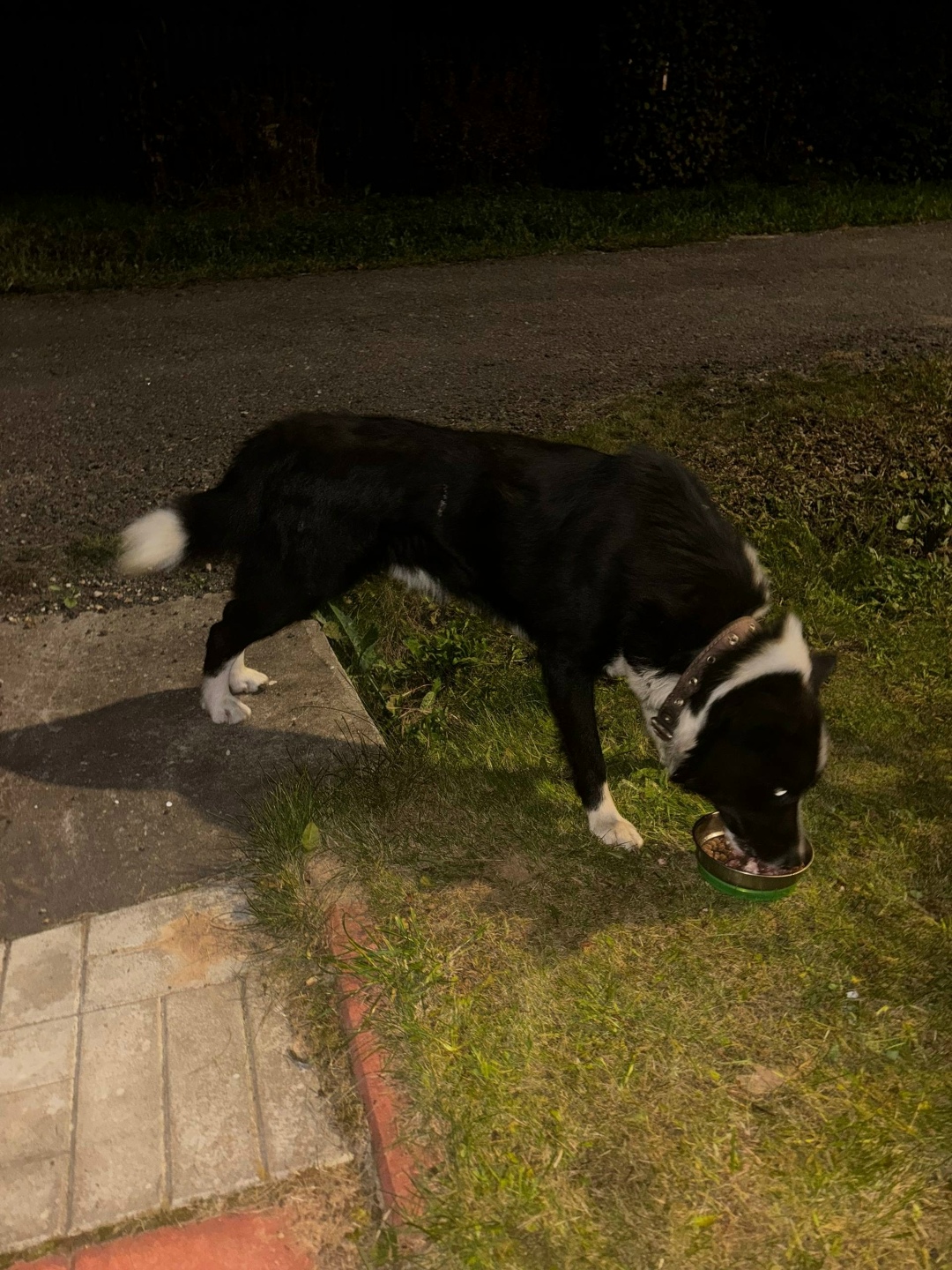 Найдена собака в Калуге — фото объявления