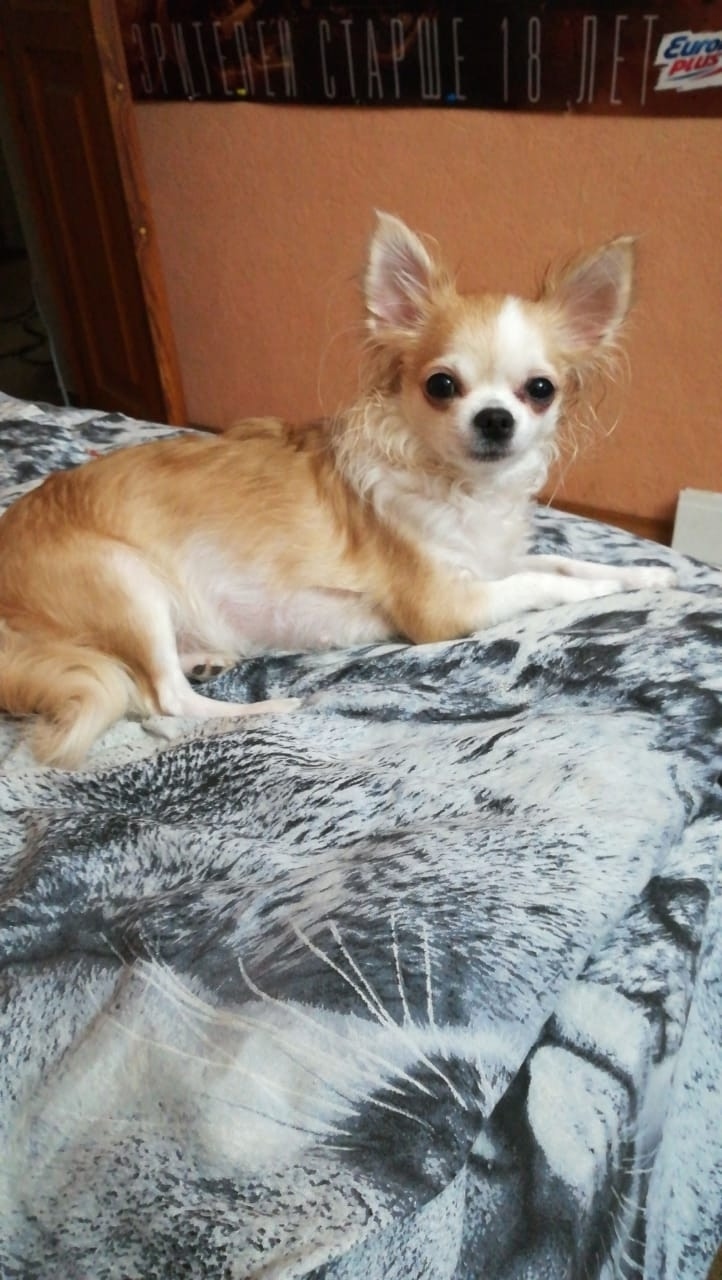 Найдена собака в Калуге — фото объявления