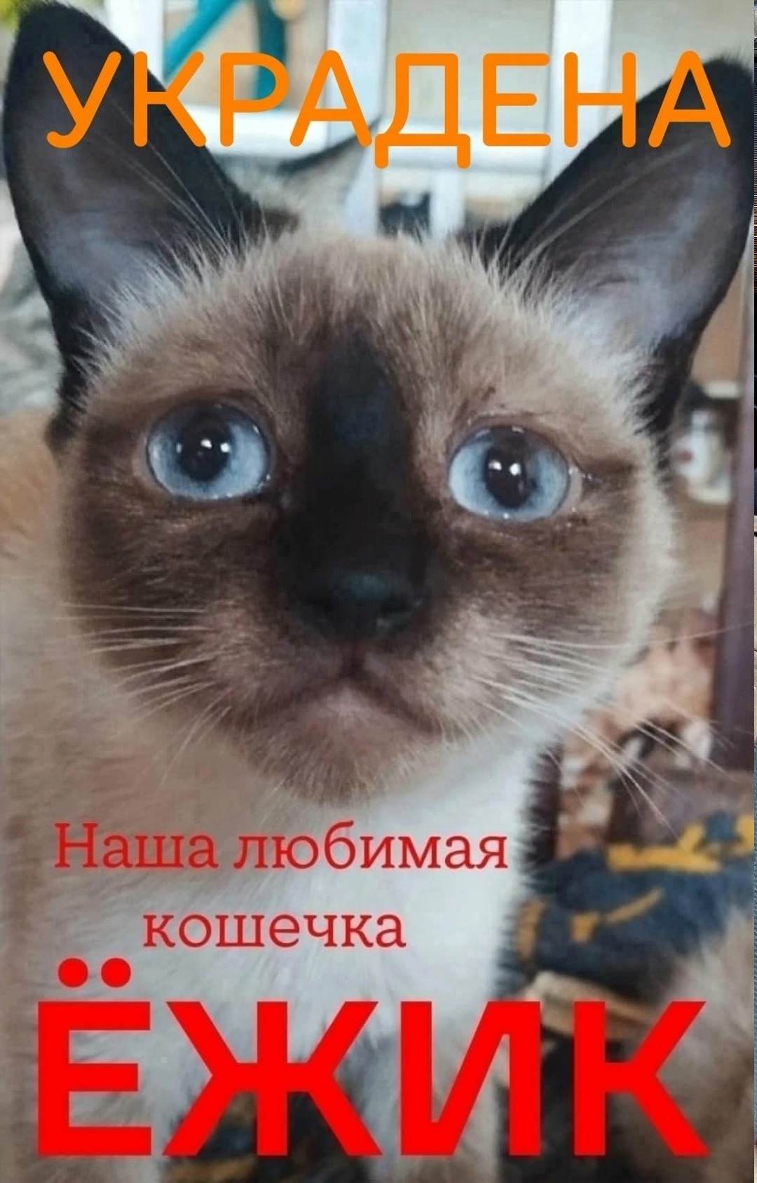 Найдена собака в Калуге — фото объявления