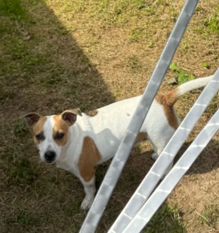 Найдена собака в Калуге — фото объявления