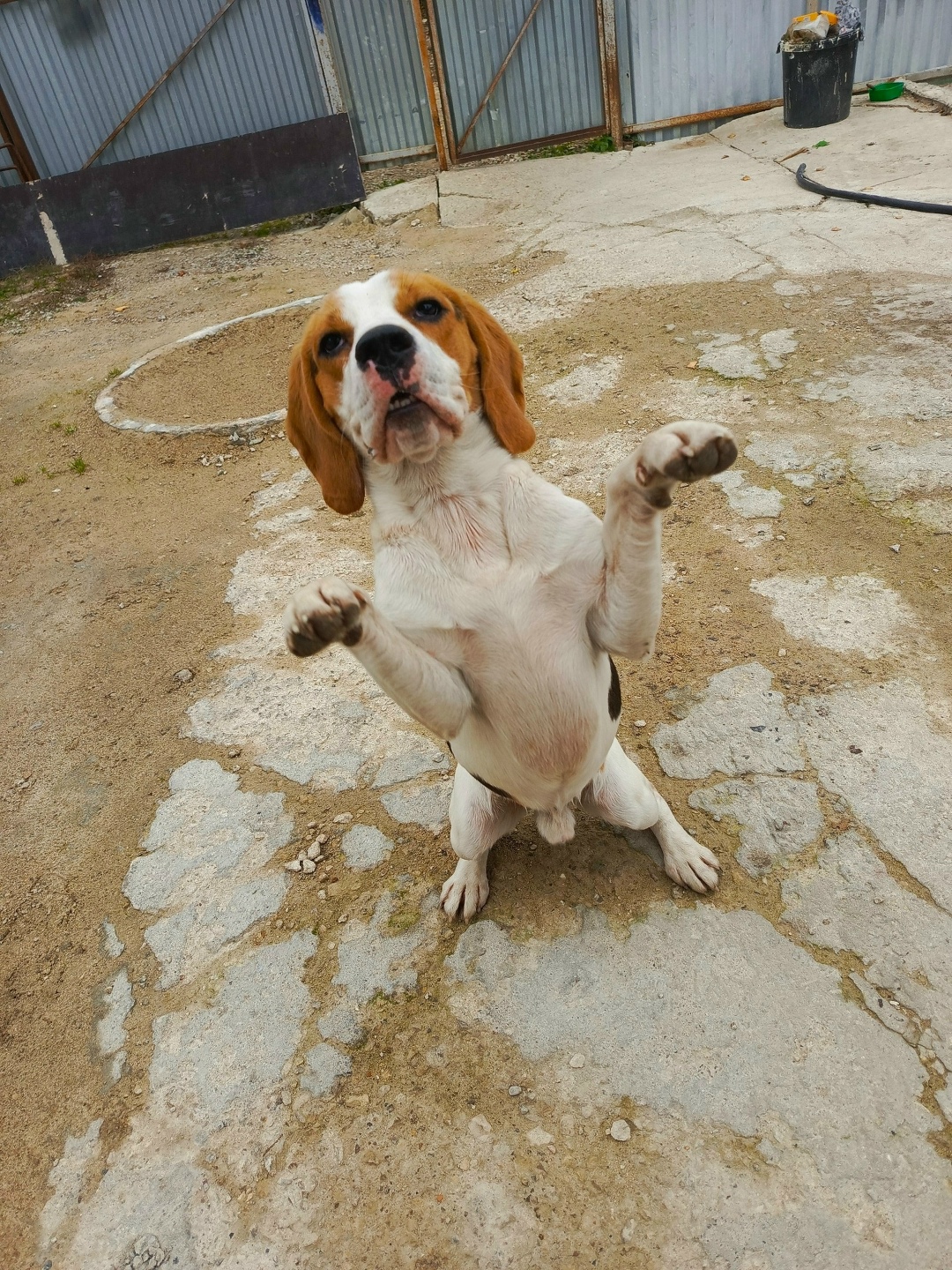 Найдена собака в Калуге — фото объявления