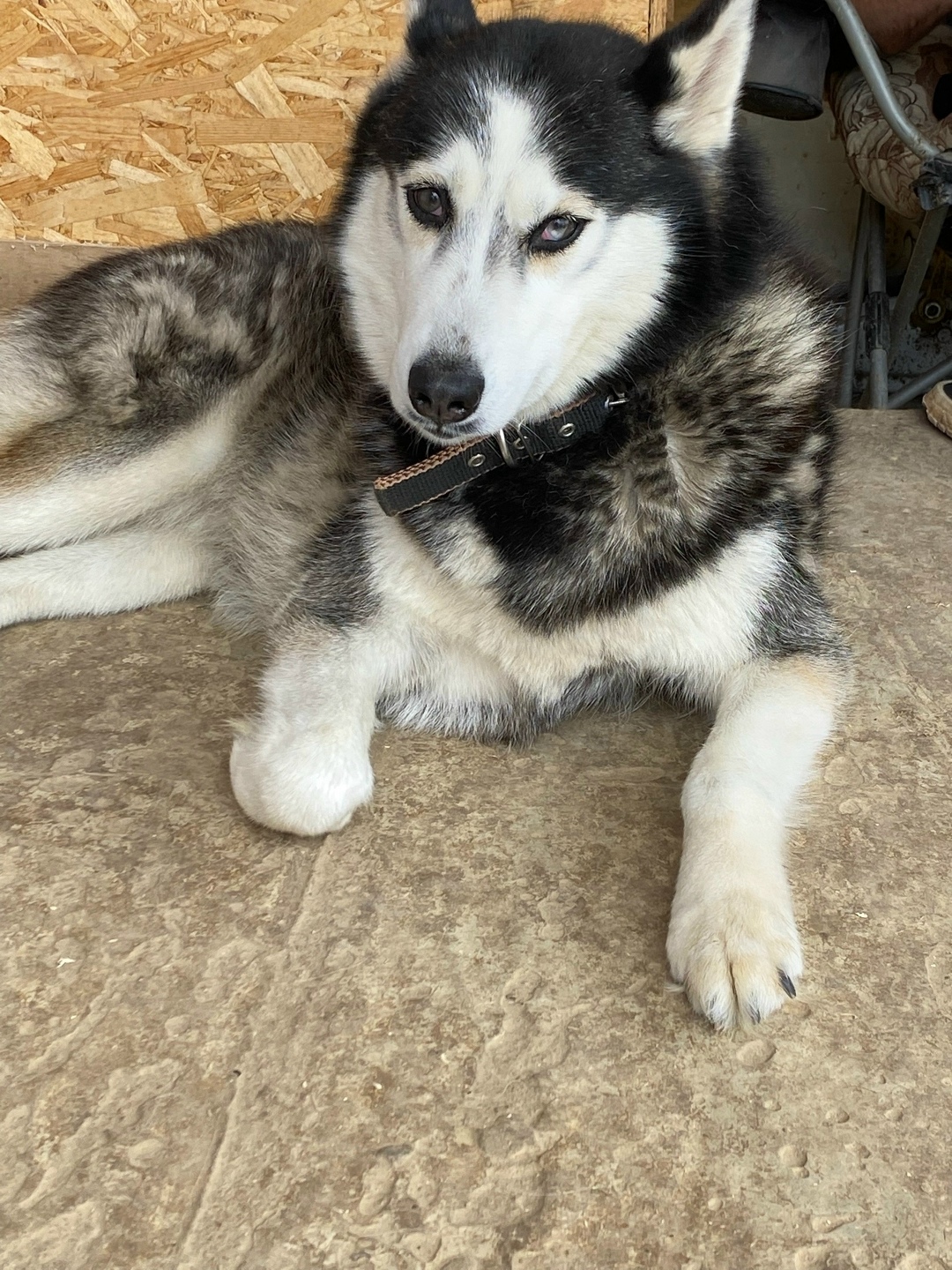 Найдена собака в Калуге — фото объявления