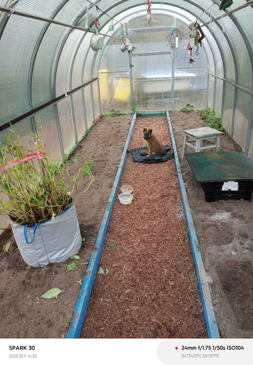 Найдена собака в Калуге — фото объявления