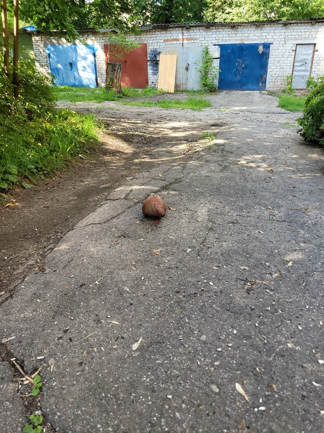 Найдена собака в Калуге — фото объявления