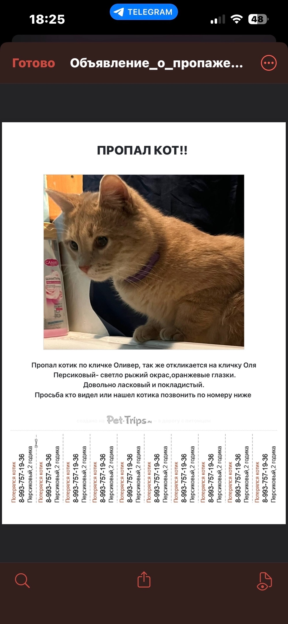 Найдена собака в Калуге — фото объявления