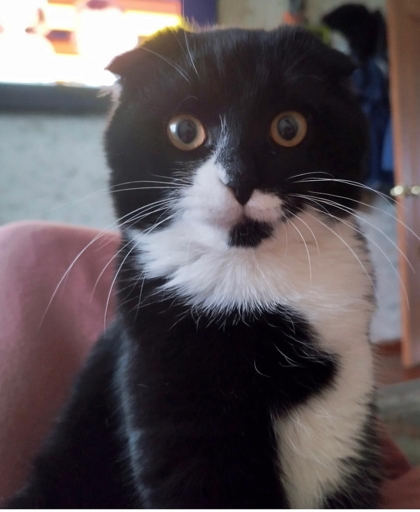 Пропала кошка в Калуге — фото объявления