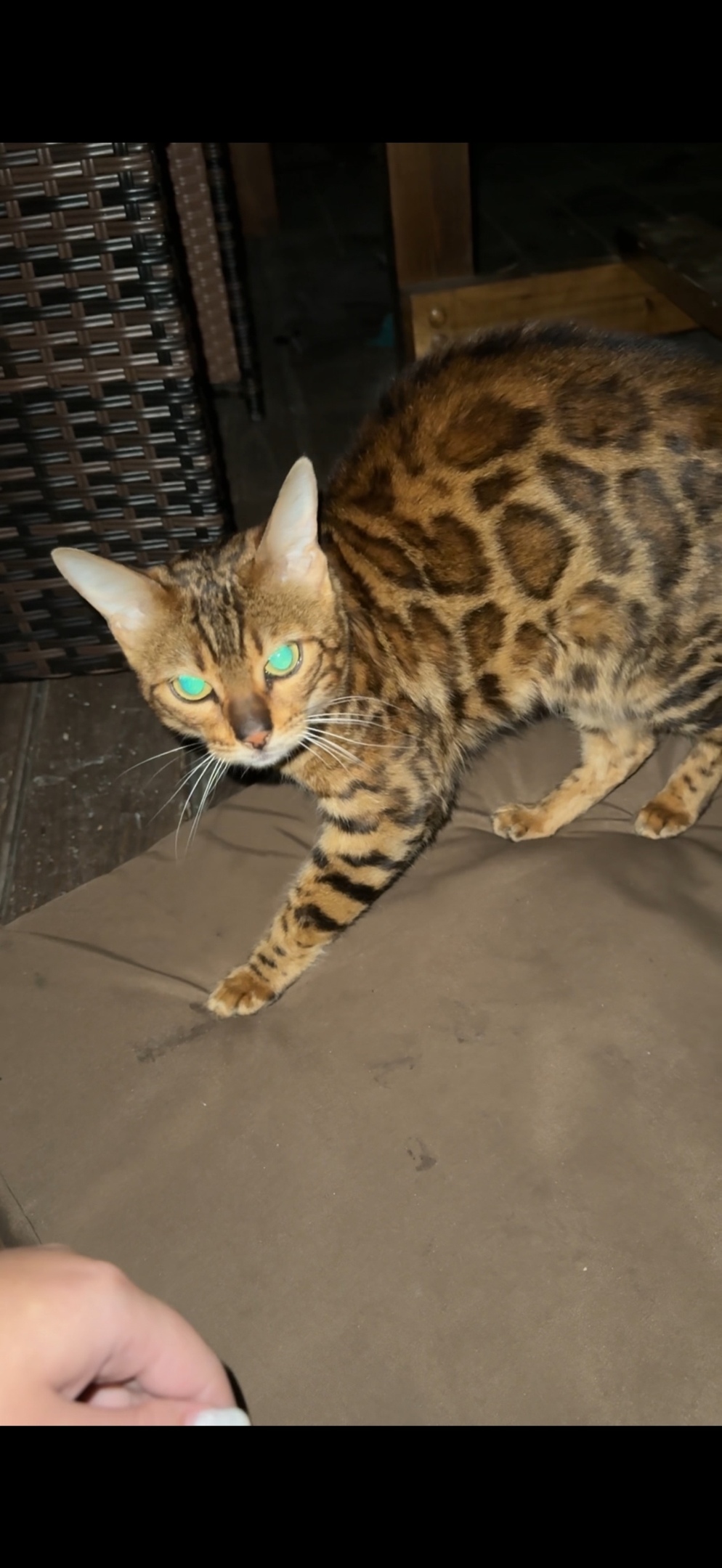 Найдена собака в Калуге — фото объявления