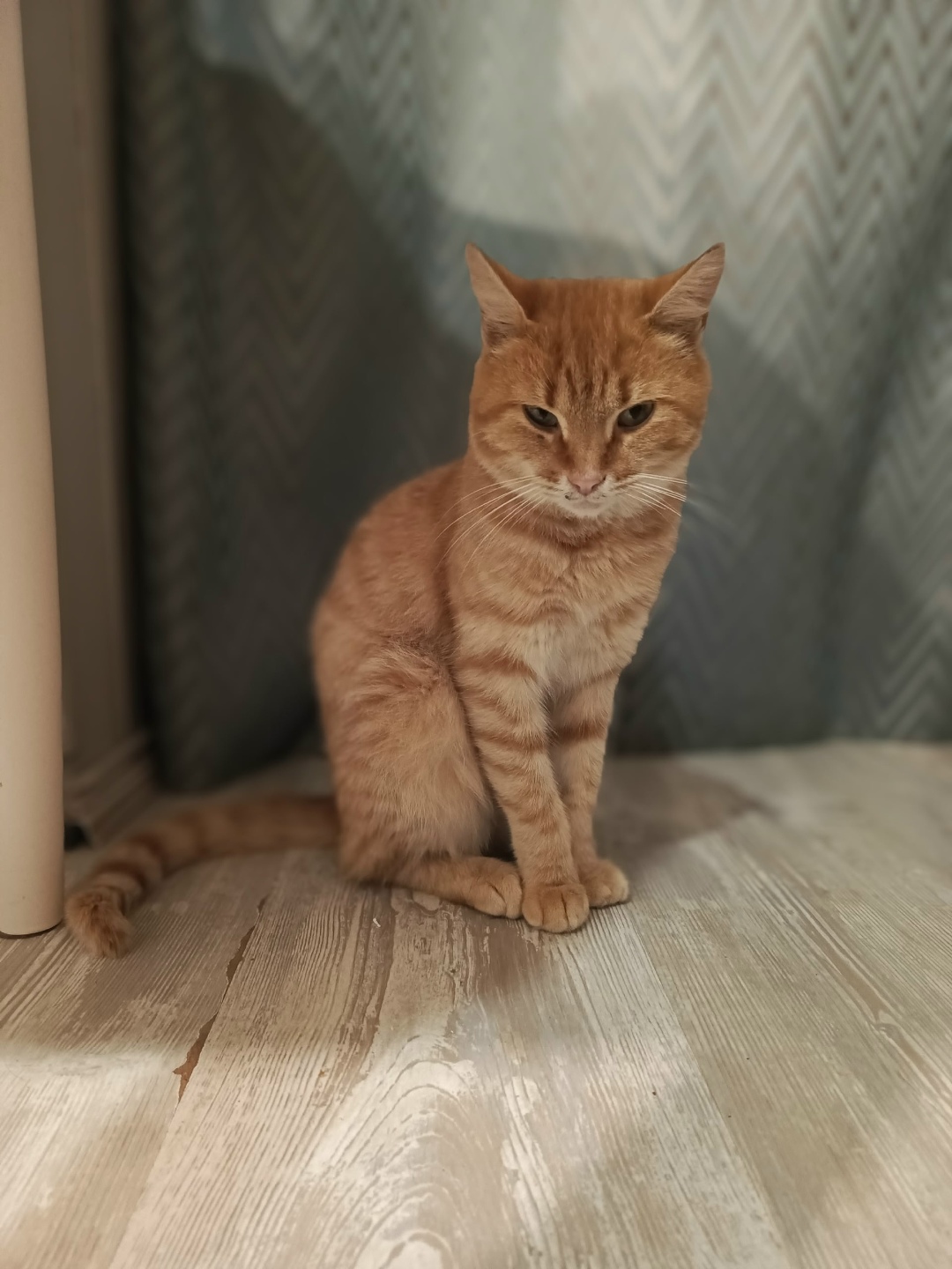 Найдена собака в Калуге — фото объявления