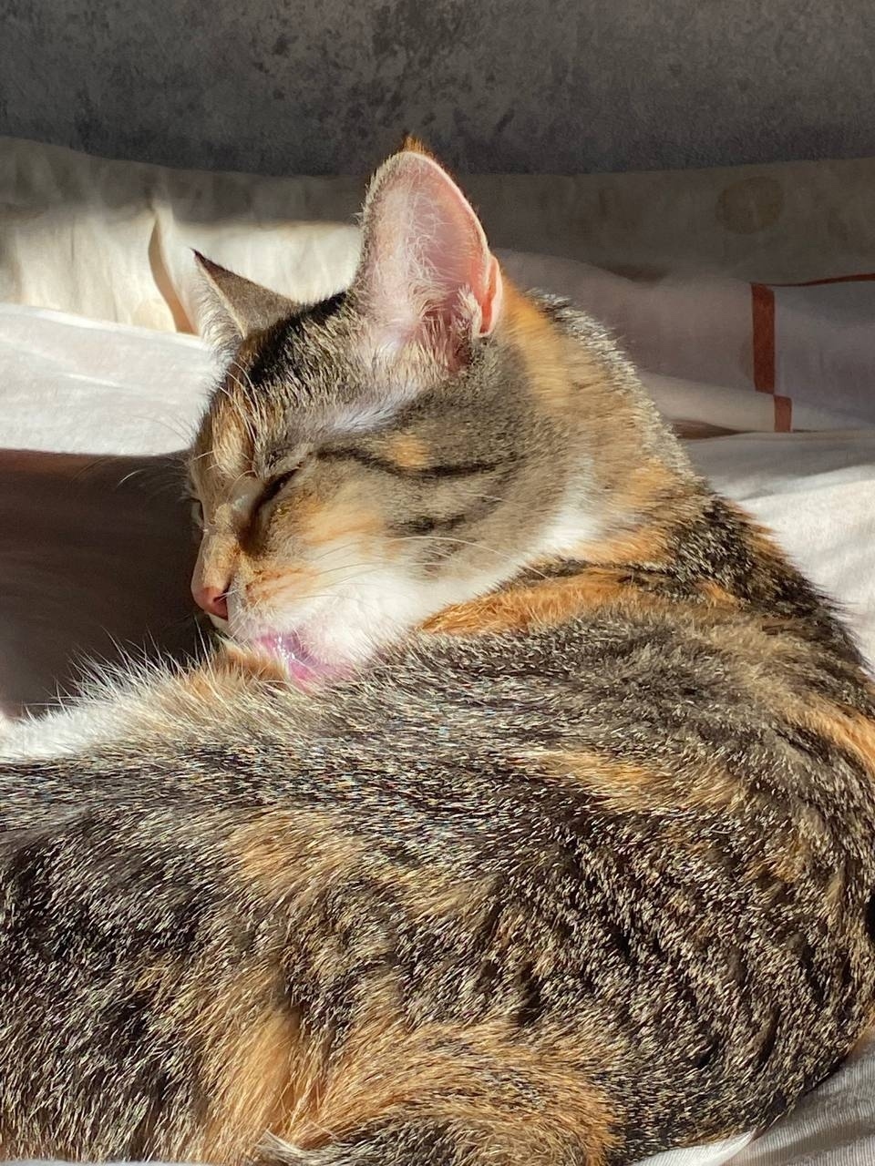 Найдена собака в Калуге — фото объявления