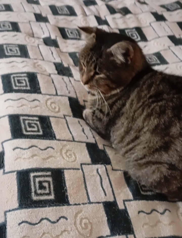 Найдена собака в Калуге — фото объявления