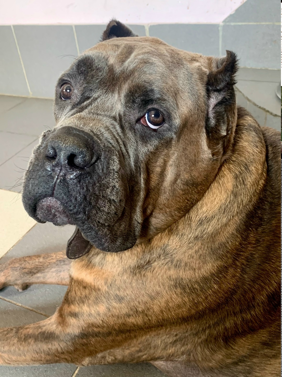 Найдена собака в Калуге — фото объявления