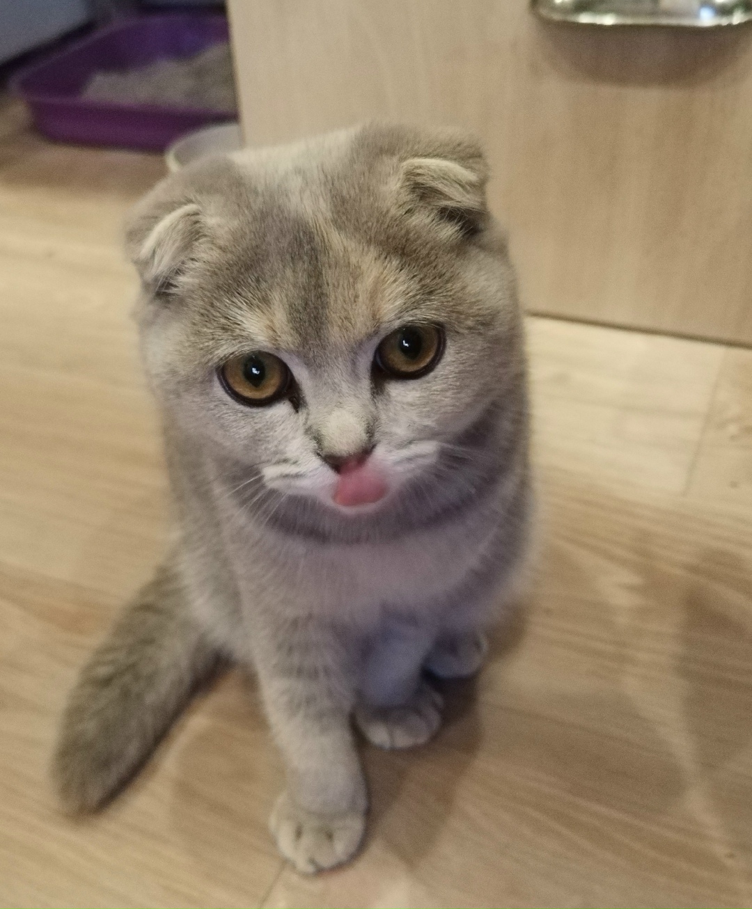 Найдена собака в Калуге — фото объявления