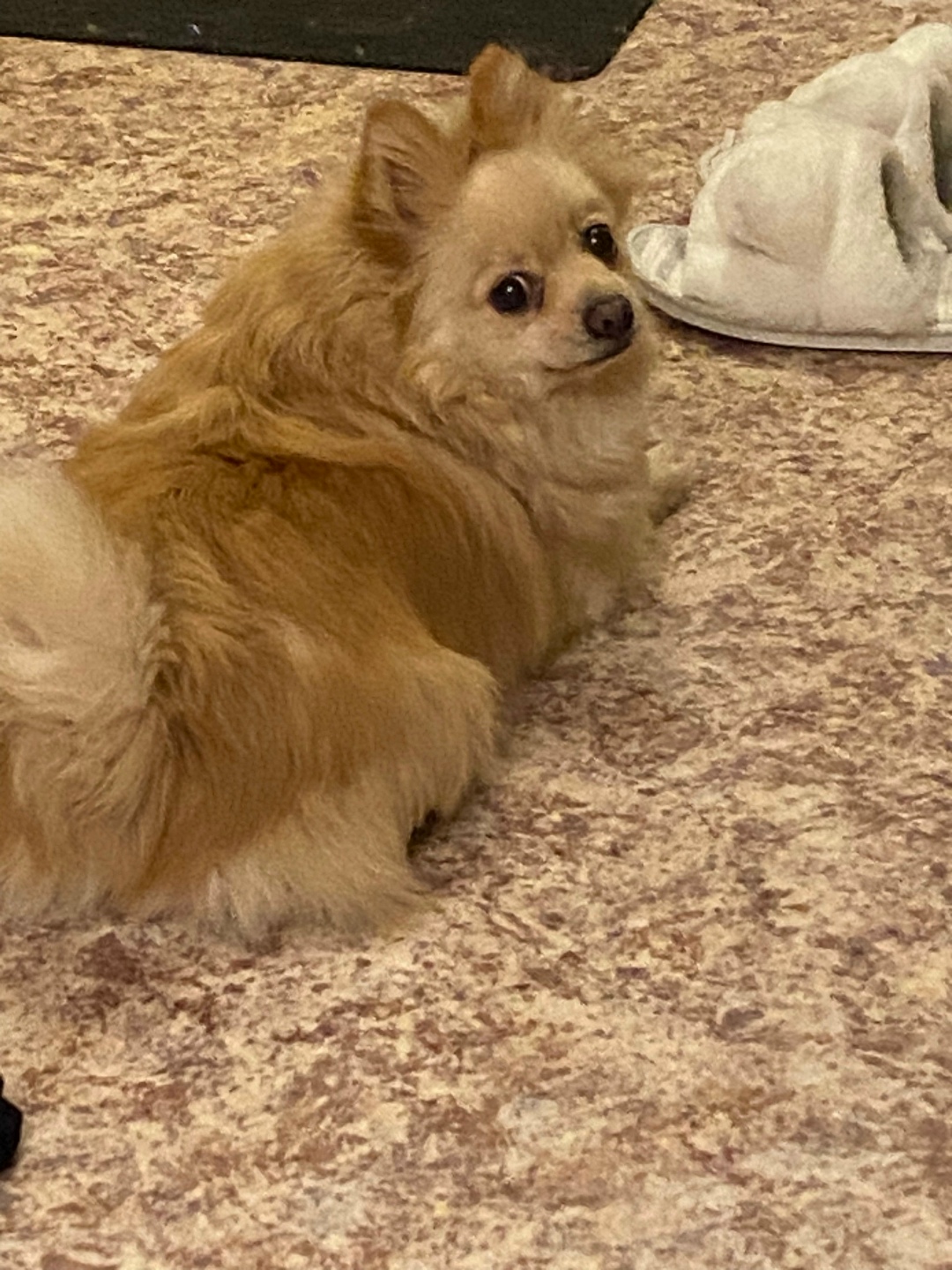 Найдена собака в Калуге — фото объявления