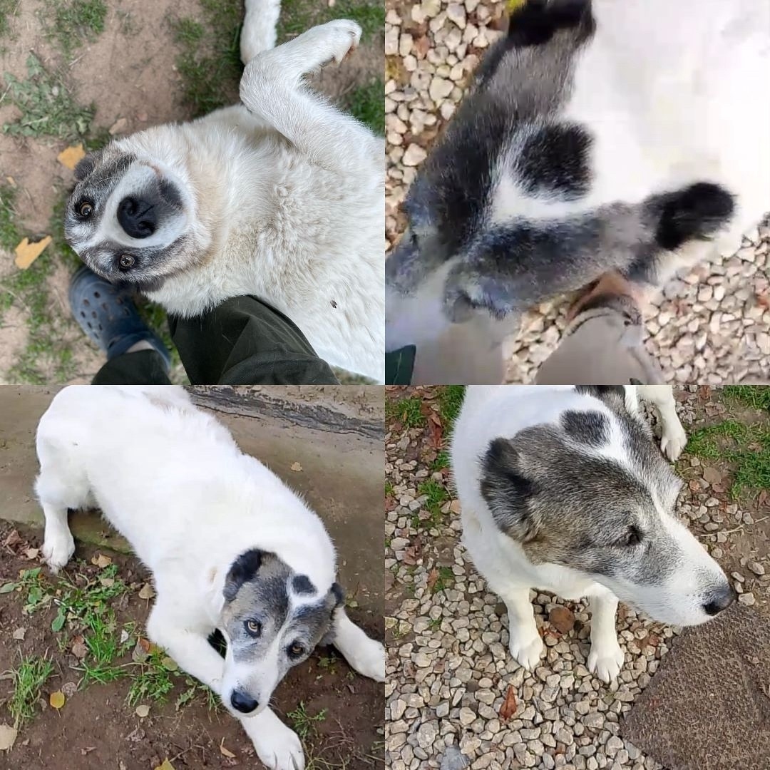 Найдена собака в Калуге — фото объявления