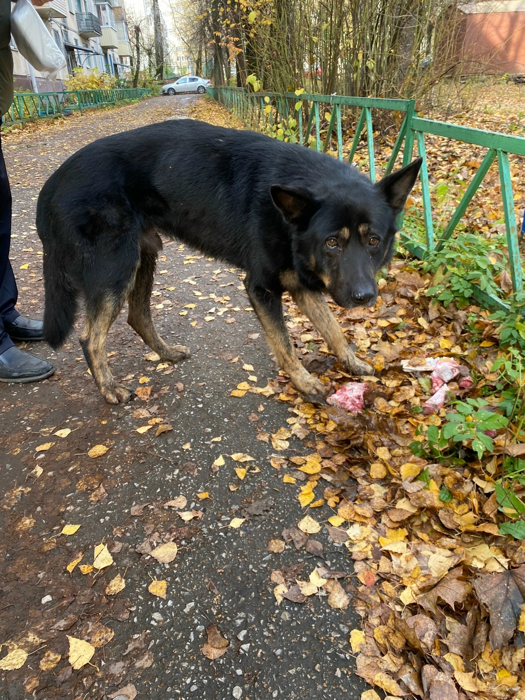 Найдена собака в Калуге — фото объявления