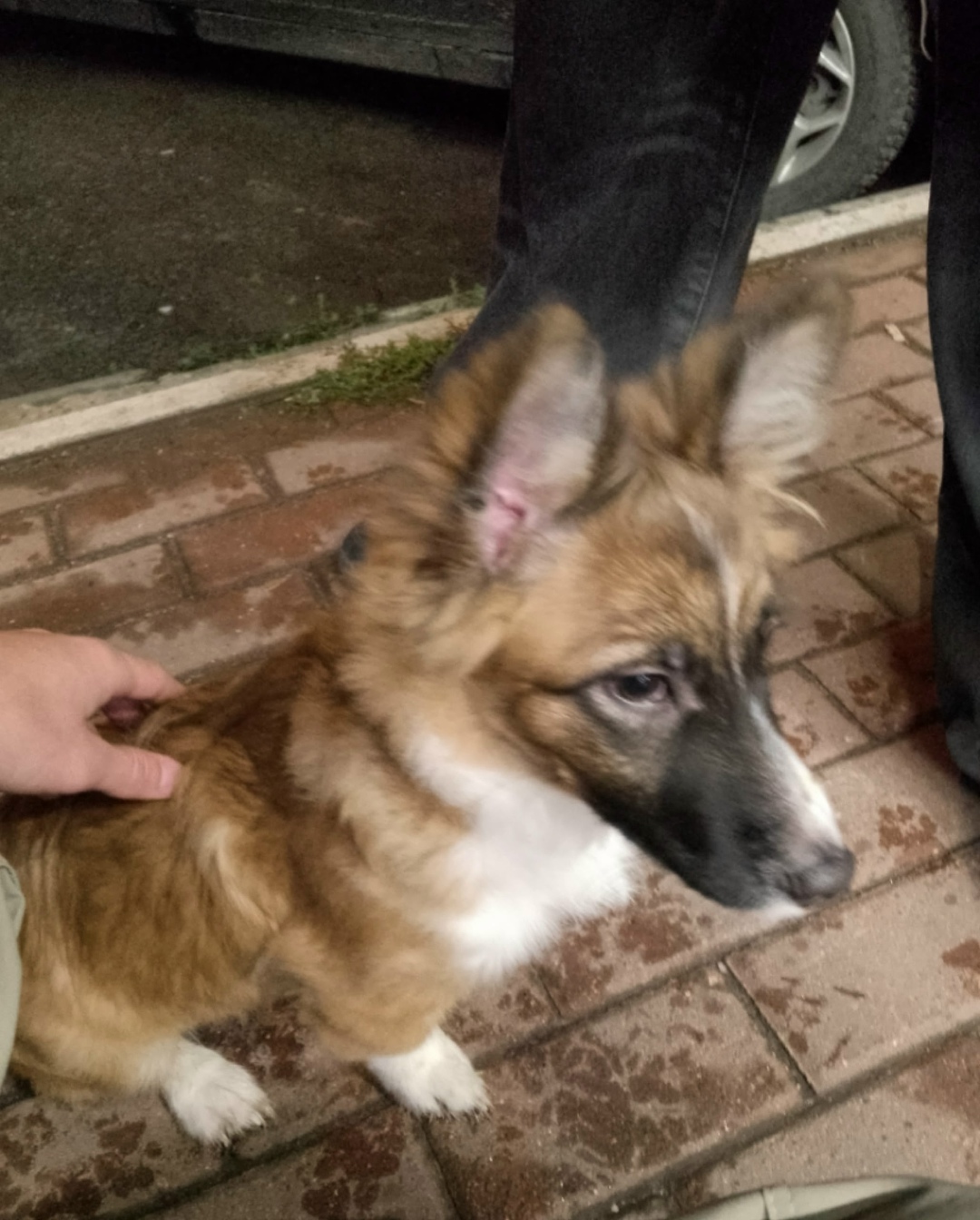 Найдена собака в Калуге — фото объявления