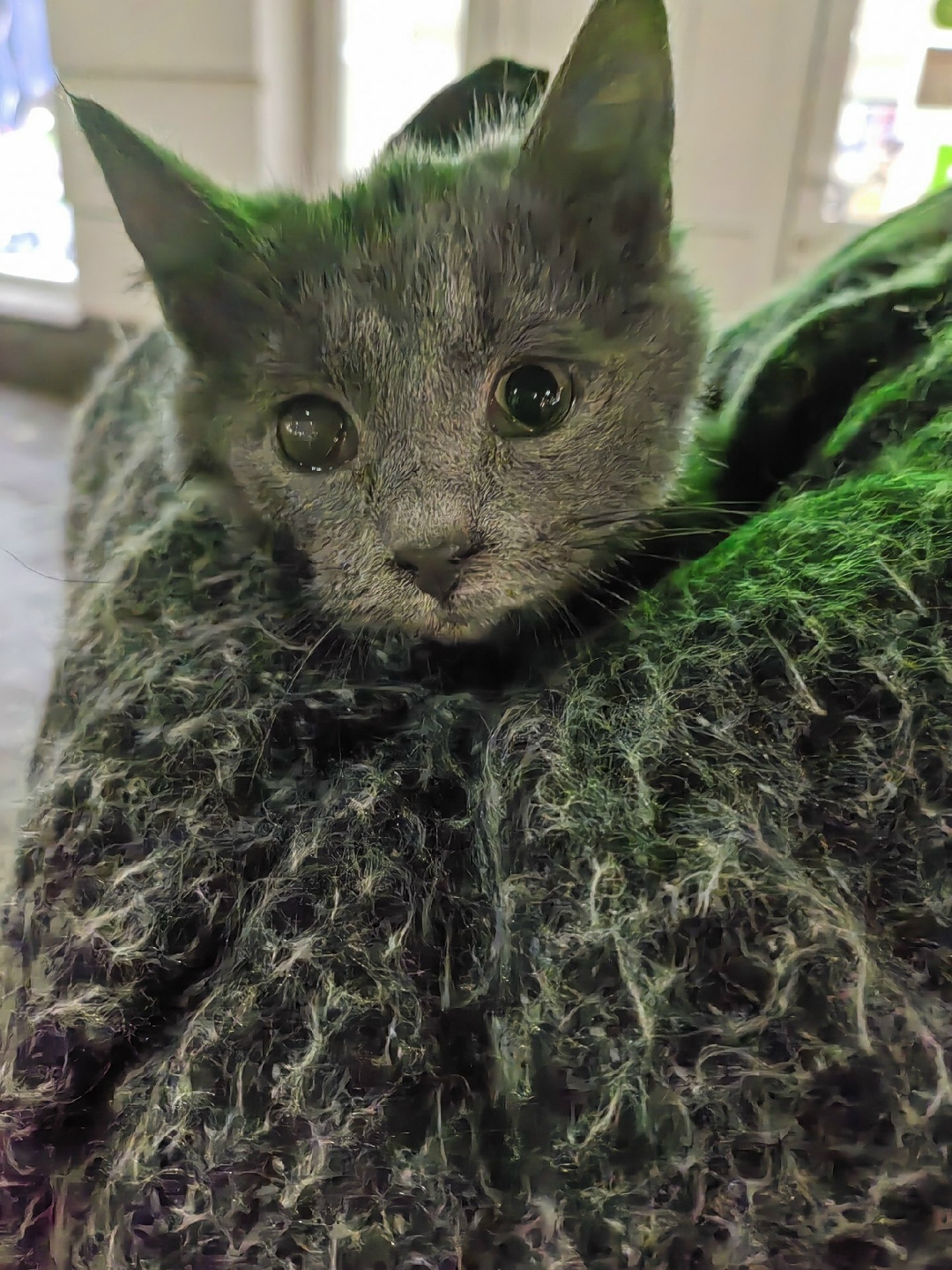 Найдена собака в Калуге — фото объявления