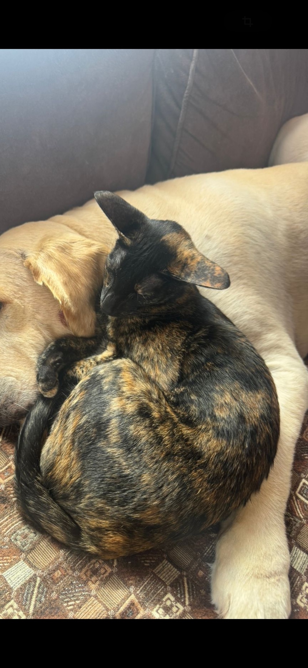 Найдена собака в Калуге — фото объявления