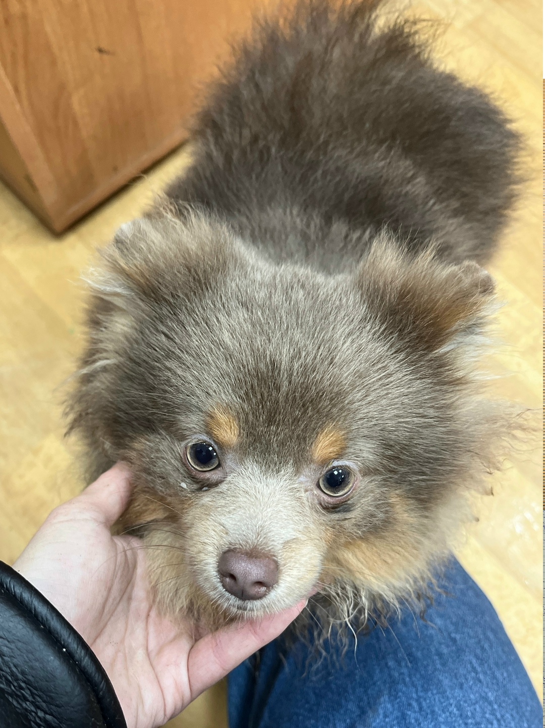 Найдена собака в Калуге — фото объявления