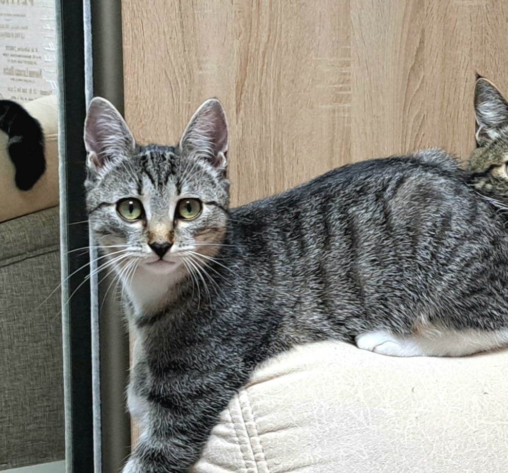 Найдена собака в Калуге — фото объявления