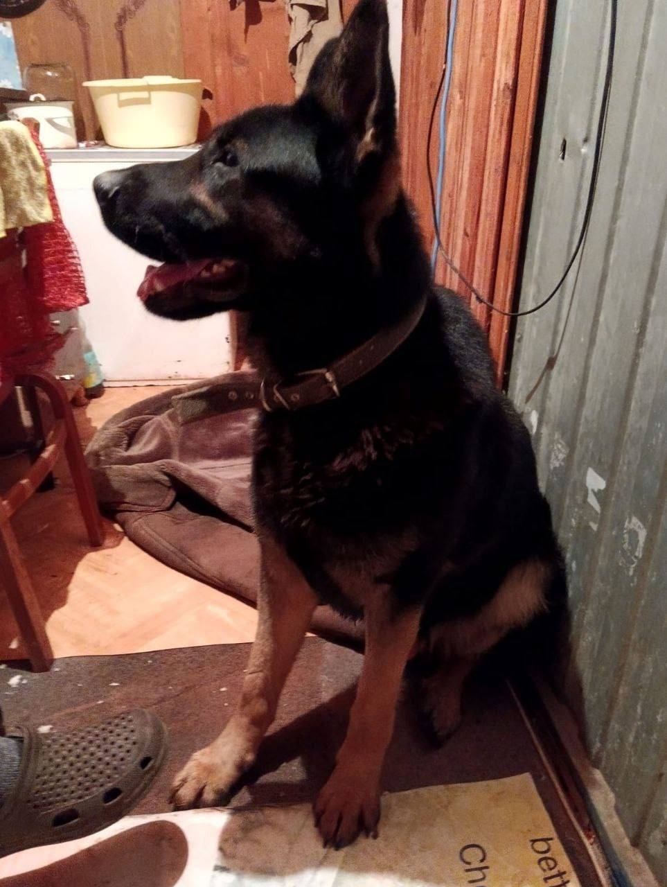 Найдена собака в Калуге — фото объявления