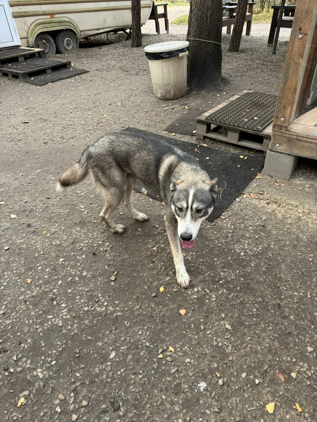 Найдена собака в Калуге — фото объявления