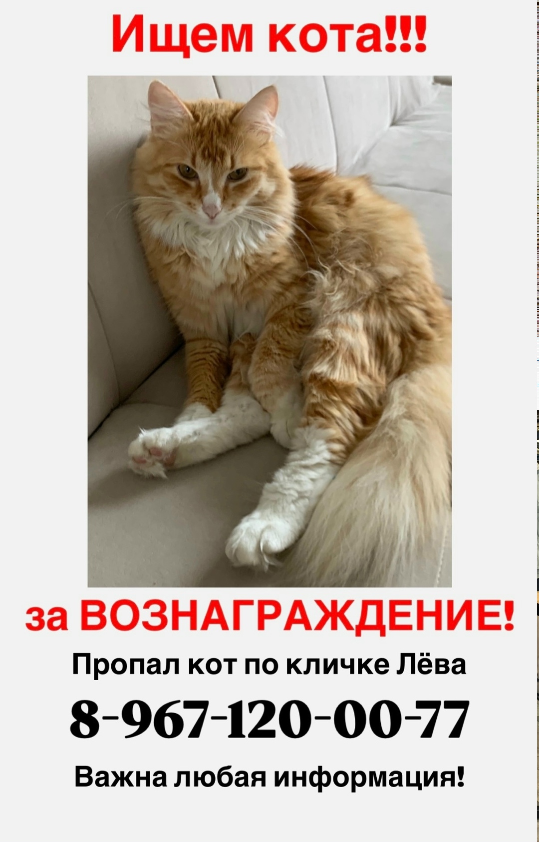 Найдена собака в Калуге — фото объявления