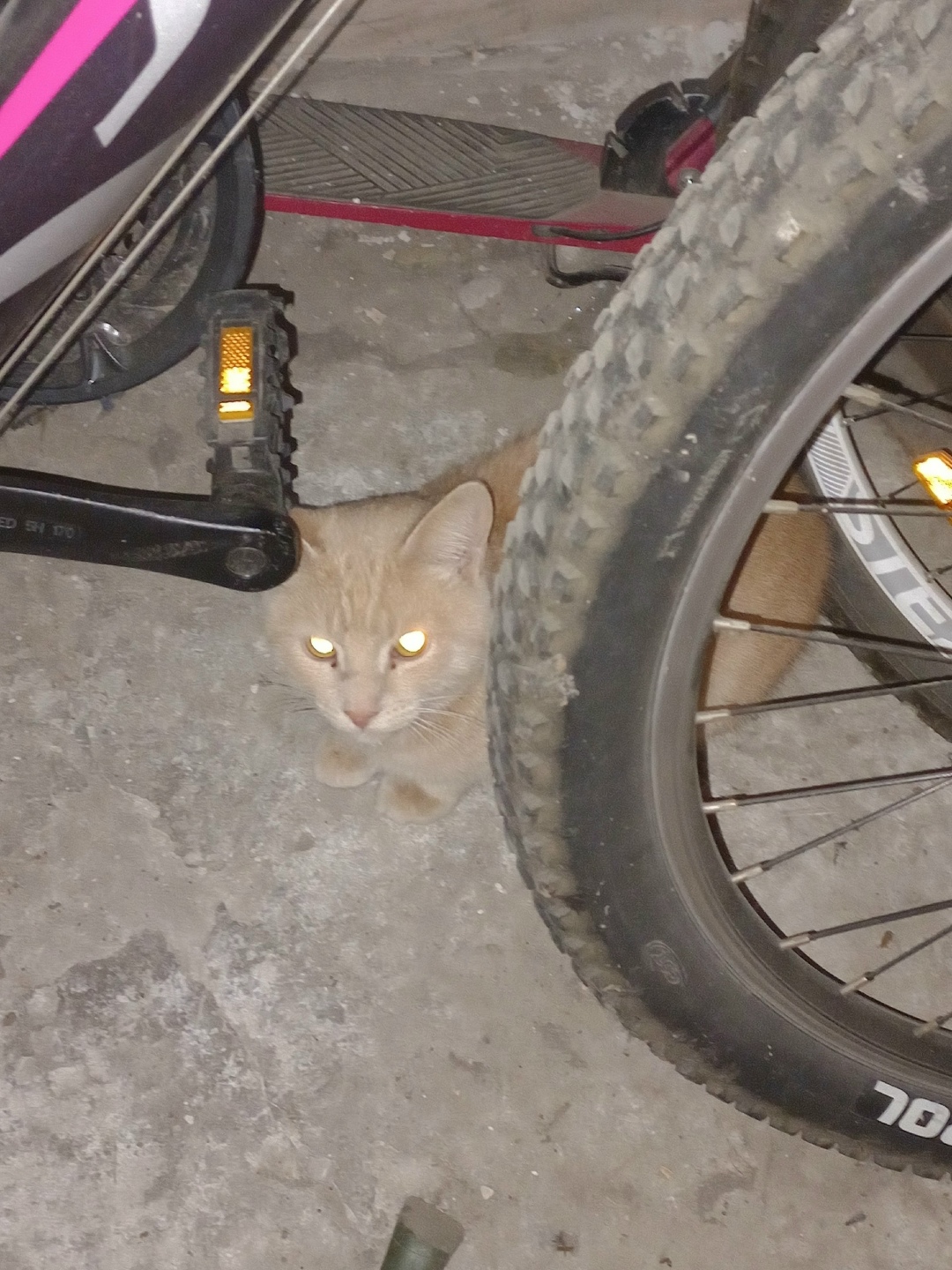 Найдена собака в Калуге — фото объявления