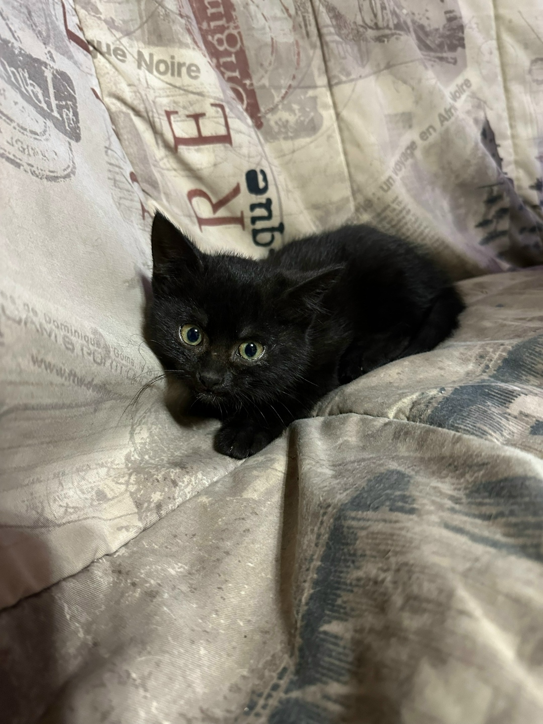 Найдена собака в Калуге — фото объявления