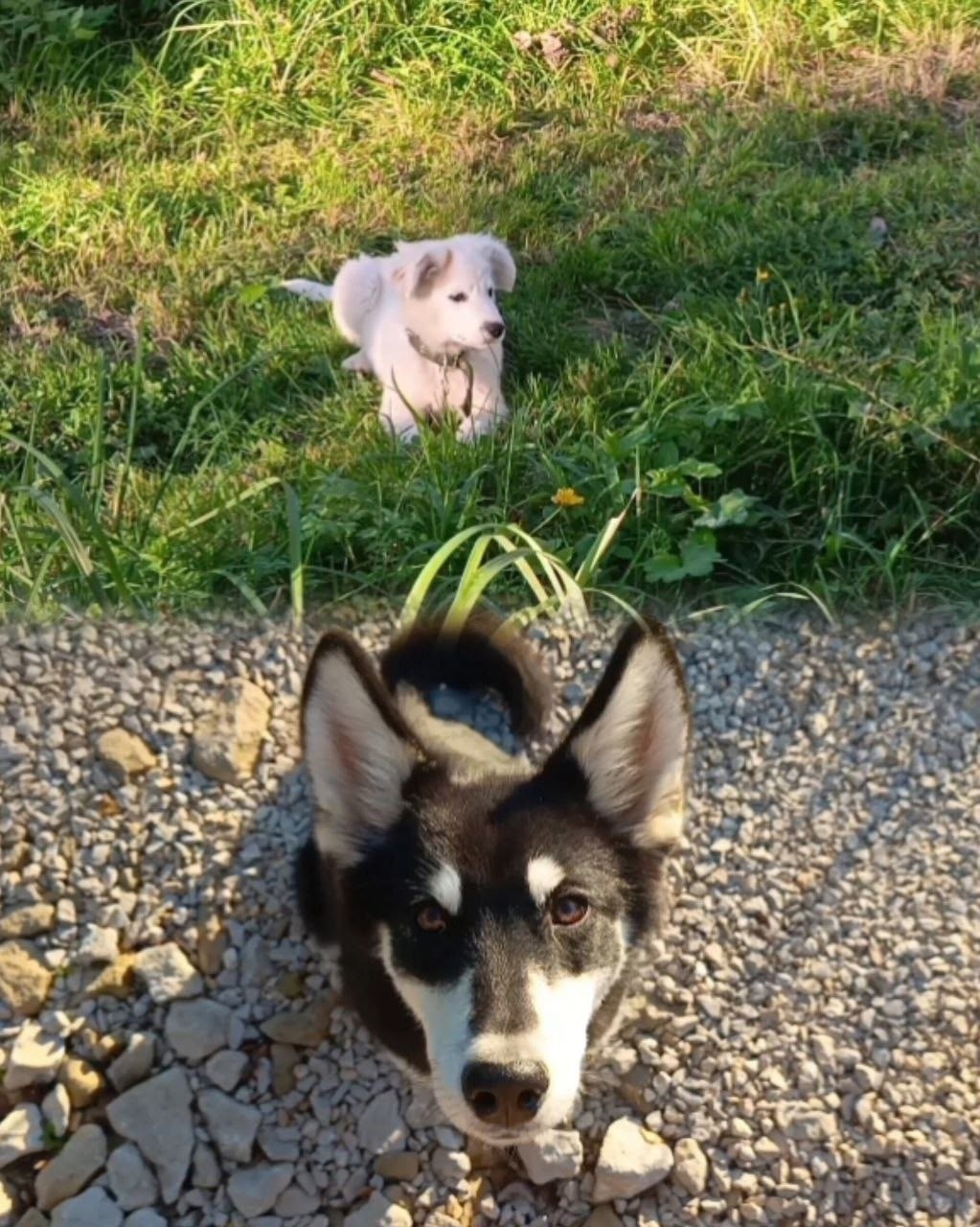 Найдена собака в Калуге — фото объявления