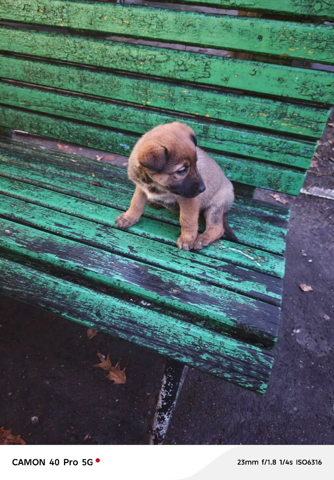 Найдена собака в Калуге — фото объявления