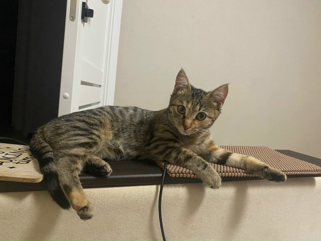 Найдена собака в Калуге — фото объявления