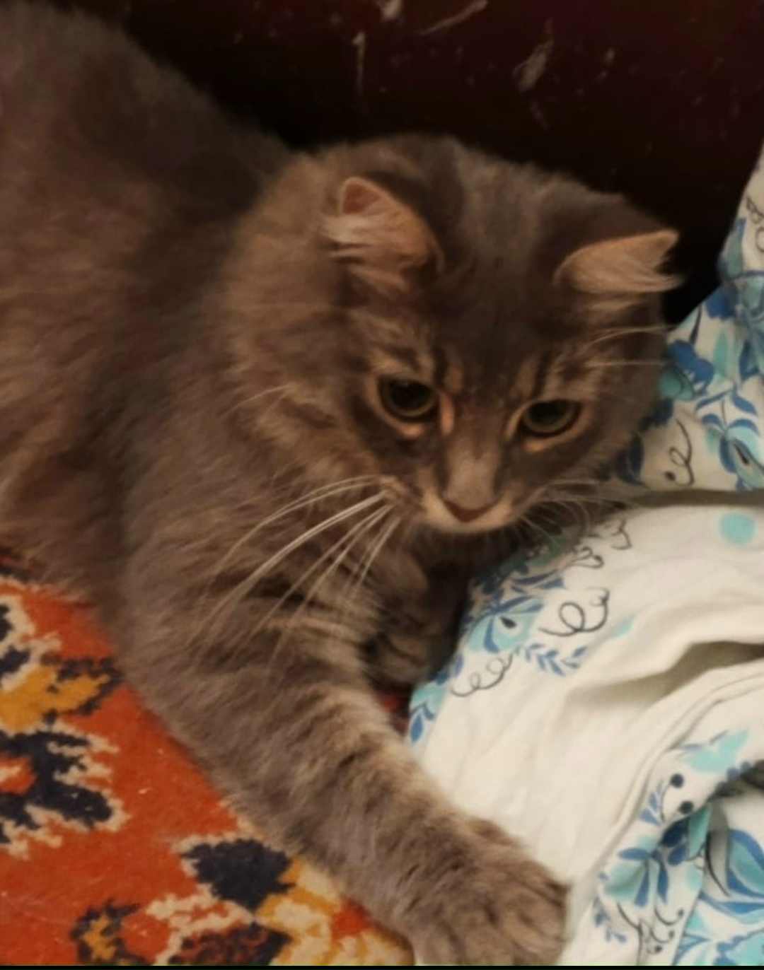 Пропала кошка в Калуге — фото объявления