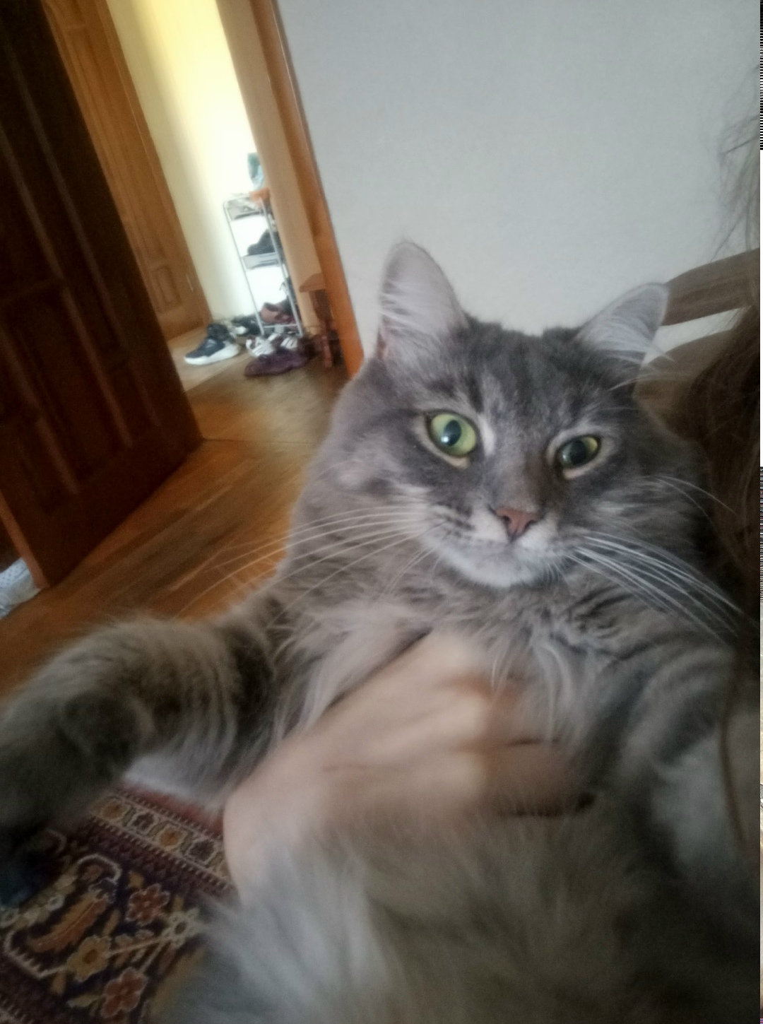 Найдена собака в Калуге — фото объявления