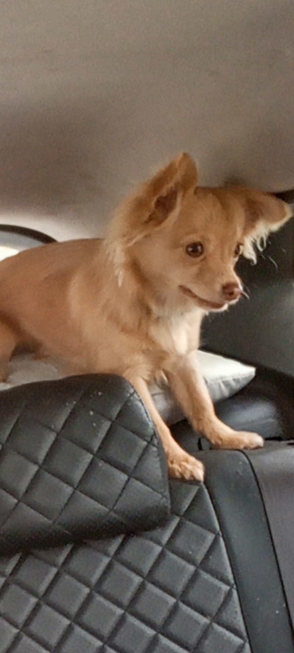 Найдена собака в Калуге — фото объявления