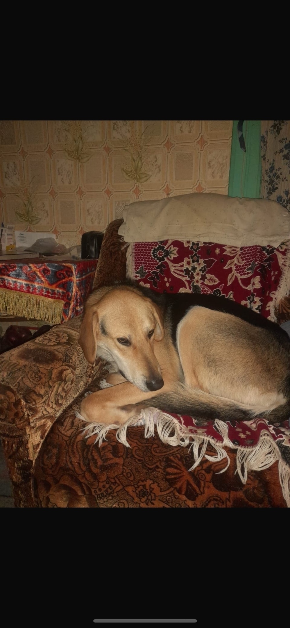 Найдена собака в Калуге — фото объявления