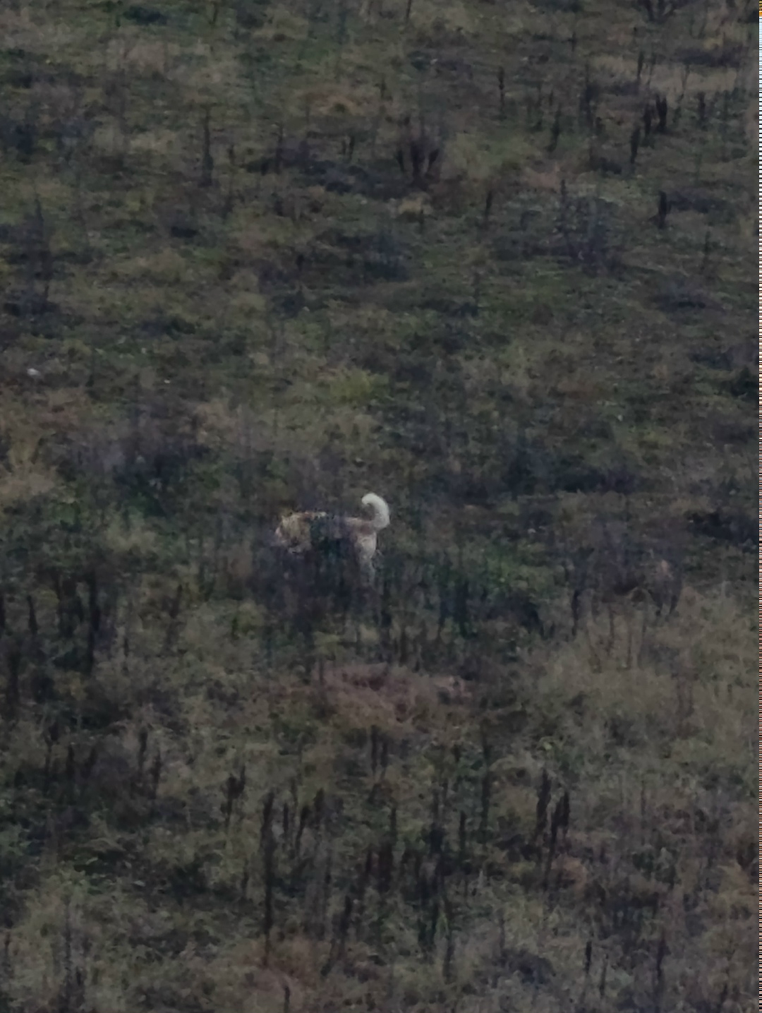 Найдена собака в Калуге — фото объявления
