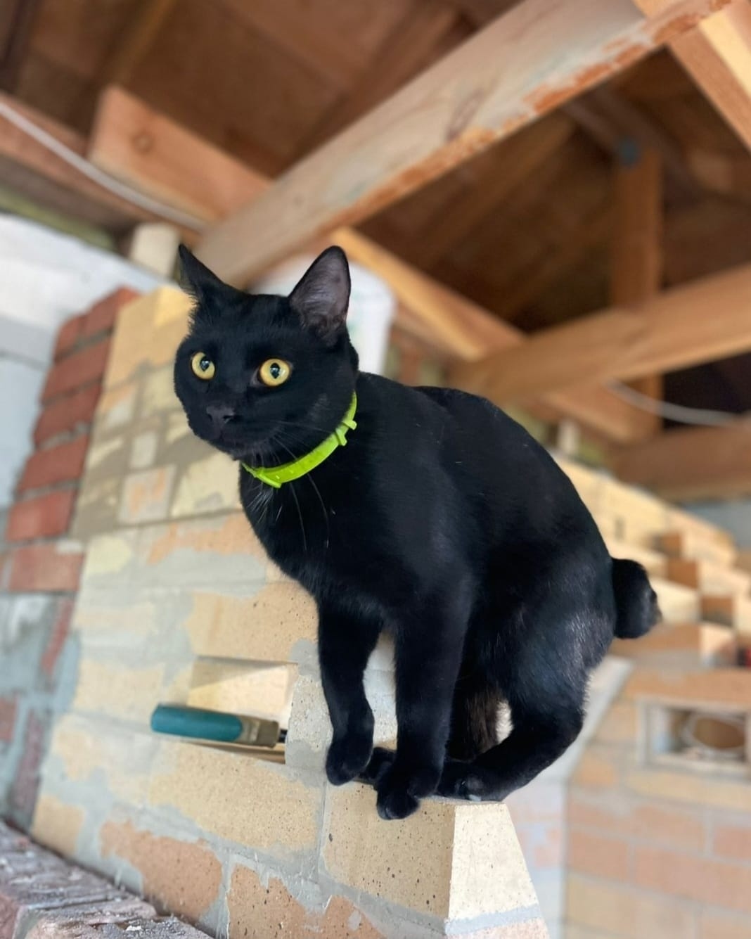 Найдена собака в Калуге — фото объявления