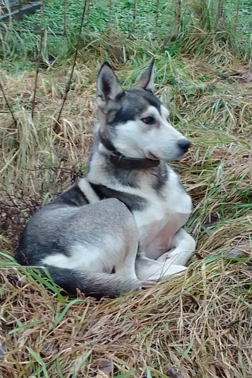 Найдена собака в Калуге — фото объявления