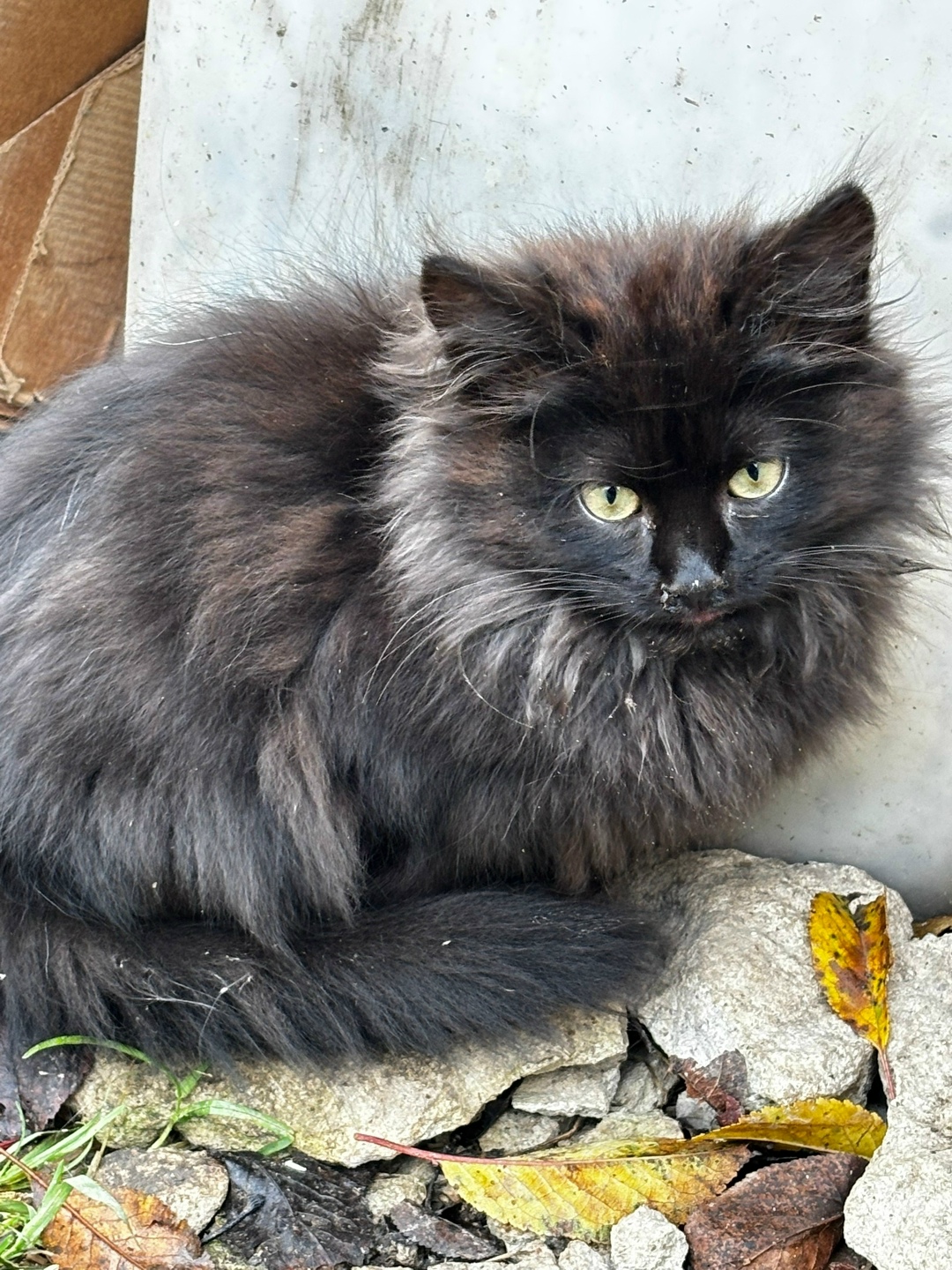 Найдена собака в Калуге — фото объявления