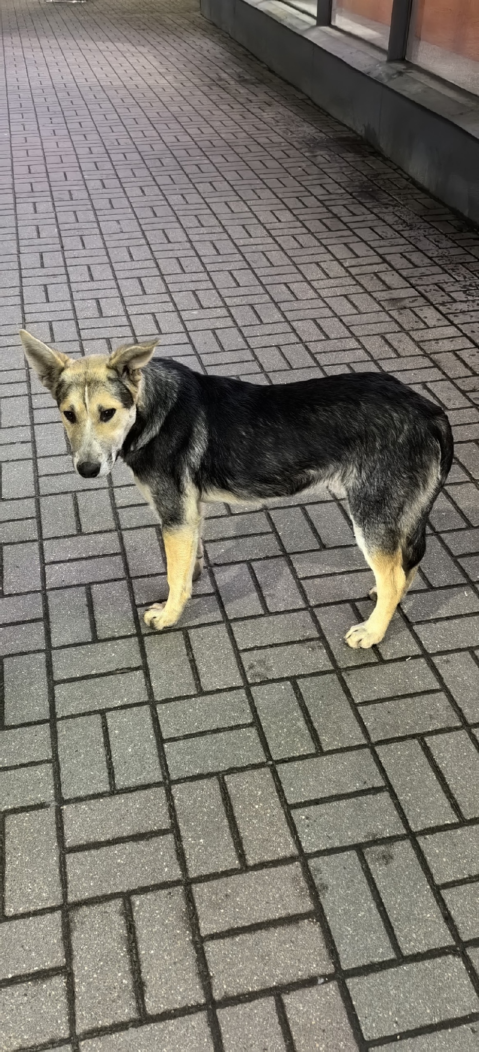 Найдена собака в Калуге — фото объявления