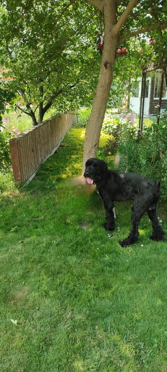 Найдена собака в Калуге — фото объявления