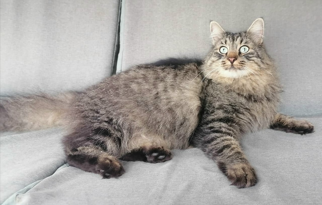 Найдена собака в Калуге — фото объявления