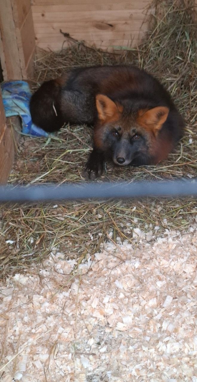 Найдена собака в Калуге — фото объявления