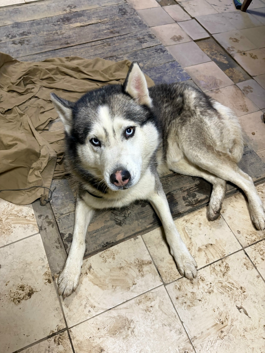 Найдена собака в Калуге — фото объявления