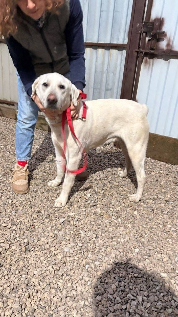 Найдена собака в Калуге — фото объявления