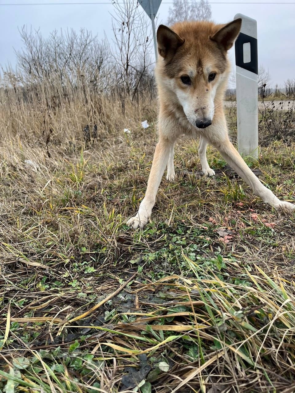 Найдена собака в Калуге — фото объявления