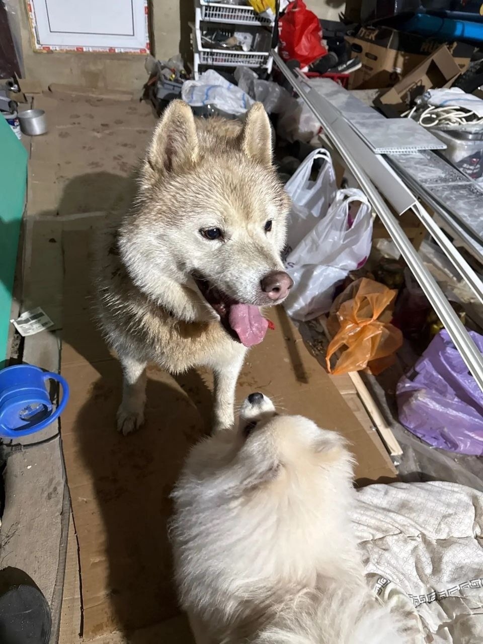 Найдена собака в Калуге — фото объявления