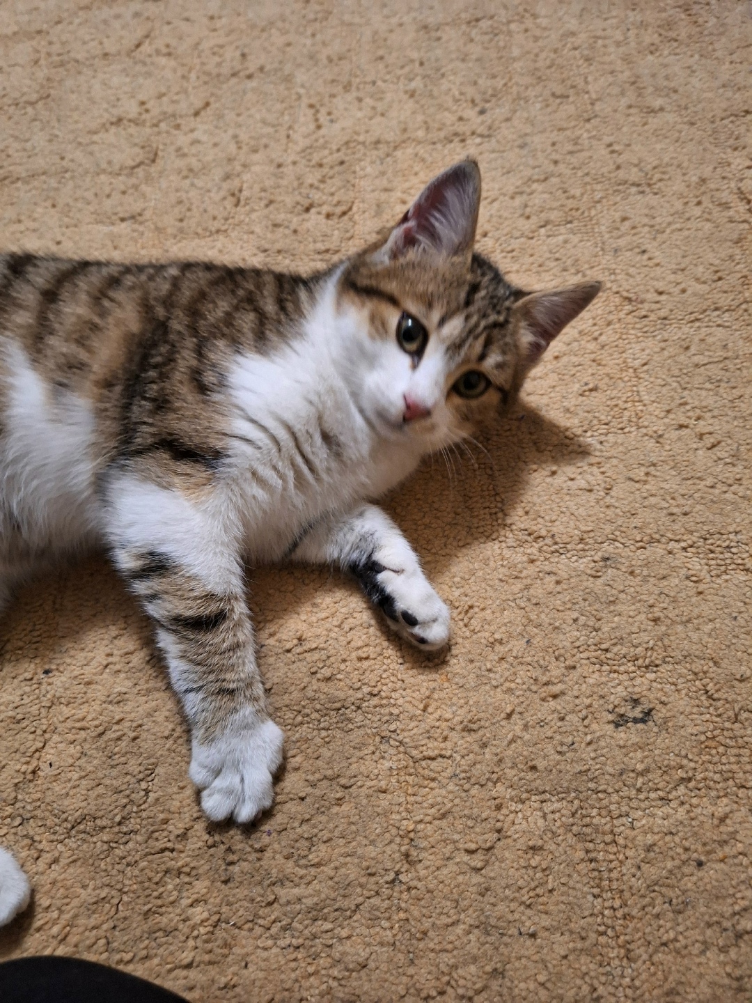 Найдена собака в Калуге — фото объявления