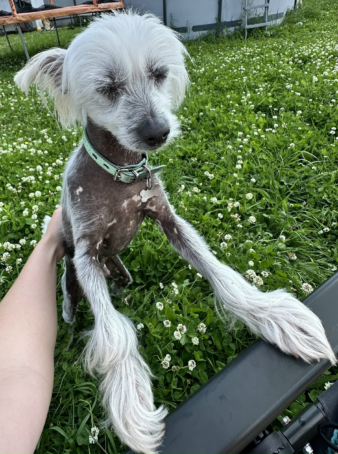 Найдена собака в Калуге — фото объявления